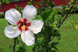 SINGAPORE, Jurong Chinese Garden, Hibiscus flower, white, SIN1453JPL