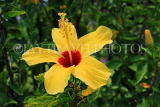 SINGAPORE, Jurong Chinese Garden, Hibiscus flower, yellow, SIN1443JPL