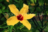 SINGAPORE, Jurong Chinese Garden, Hibiscus flower, yellow, SIN1449JPL
