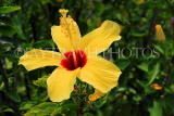 SINGAPORE, Jurong Chinese Garden, Hibiscus flower, yellow, SIN1450JPL