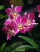 SINGAPORE, Mandai Orchid Garden, Spray Orchids, SIN251JPL