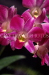 SINGAPORE, Mandai Orchid Garden, Spray Orchids, SIN389JPL