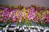 SINGAPORE, Mandai Orchid Garden, orchid bunches prepared for export, SIN392JPL