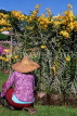 SINGAPORE, Mandai Orchid Garden and worker, SIN394JPL