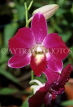 SINGAPORE, Mandai Orchid Gardens, Spray Orchid, SIN238JPL