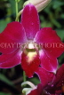 SINGAPORE, Mandai Orchid Gardens, Spray Orchid, SIN397JPL