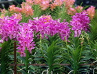 SINGAPORE, Mandai Orchid Gardens, Spray Orchids, SIN235JPL