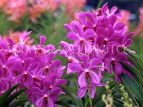 SINGAPORE, Mandai Orchid Gardens, Spray Orchids, SIN315JPL