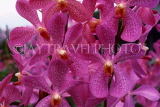 SINGAPORE, Mandai Orchid Gardens, Spray Orchids, SIN330JPL