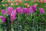 SINGAPORE, Mandai Orchid Gardens, Spray Orchids, SIN335JPL