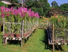 SINGAPORE, Mandai Orchid Gardens, Spray Orchids area, SIN398JPL