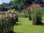 SINGAPORE, Mandai Orchid Gardens, Spray Orchids area, SIN402JPL