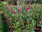 SINGAPORE, Mandai Orchid Gardens, nursery, young plants in pots, SIN399JPL