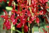 SINGAPORE, Mandai Orchid Gardens, red Spray Orchids, SIN304JPL