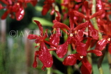 SINGAPORE, Mandai Orchid Gardens, red Spray Orchids, SIN334JPL