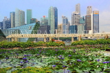 SINGAPORE, Marina Bay promenade, lily pond, and Singapore skyline, SIN1282JPL