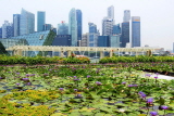 SINGAPORE, Marina Bay promenade, lily pond, and Singapore skyline, SIN1302JPL