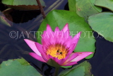 SINGAPORE, Marina Bay promenade, lily pond by ArtScience Museum, Water Lily, SIN1285JPL