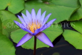 SINGAPORE, Marina Bay promenade, lily pond by ArtScience Museum, Water Lily, SIN1286JPL