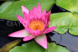 SINGAPORE, Marina Bay promenade, lily pond by ArtScience Museum, Water Lily, SIN1288JPL