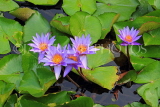 SINGAPORE, Marina Bay promenade, lily pond by ArtScience Museum, Water Lily, SIN1294JPL