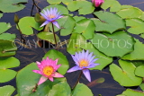 SINGAPORE, Marina Bay promenade, lily pond by ArtScience Museum, Water Lily, SIN1304JPL