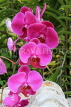 SINGAPORE, Sentosa Island, Phalaenopsis Orchids, SIN1167JPL