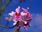 SINGAPORE, Vanda Miss Joquim Orchid (Singapore national flower), SIN278JPL