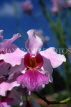 SINGAPORE, Vanda Miss Joquim Orchid (Singapore national flower), SIN331JPL