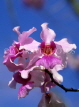 SINGAPORE, Vanda Miss Joquim orchid (Singapore national flower), SIN310JPL