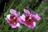 SINGAPORE, Vanda Miss Joquim orchid (Singapore national flower), SIN332JPL