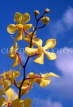 SINGAPORE, Vanda Orchids, SIN265JPL