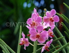 SINGAPORE, Vanda Orchids, SIN289JPL