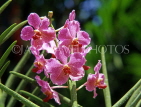 SINGAPORE, Vanda Orchids, SIN338JPL