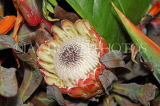 SOUTH AFRICA, Cape Town, Protea flower, SA1352JPL