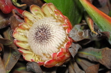 SOUTH AFRICA, Cape Town, Protea flower, SA1353JPL
