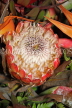 SOUTH AFRICA, Cape Town, Protea flower, SA1354JPL
