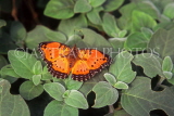 SOUTH AFRICA, Commodore Butterfly, SA1342JPL