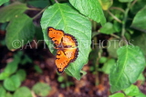 SOUTH AFRICA, Commodore Butterfly, SA1345JPL