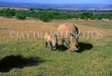 SOUTH AFRICA, Eastern Cape, Shamwari Reserve, Rhino and baby, SA159JPL