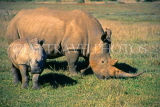 SOUTH AFRICA, Eastern Cape, Shamwari Reserve, Rhino and baby, SA318JPL