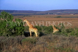 SOUTH AFRICA, Eastern Cape, Shamwari Reserve, two Giraffe, SA22JPL