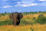 SOUTH AFRICA, Kruger National Park, Elephant, SA1295JPL