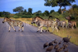 SOUTH AFRICA, Kruger National Park, Zebras crossing road, SA1298JPL