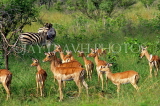 SOUTH AFRICA, Kruger National Park, herd of Imapla and Zebra, SA1294JPL