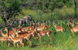 SOUTH AFRICA, Kruger National Park, herd of Impala, SA1297JPL