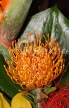 SOUTH AFRICA, Protea flower, SA1356JPL