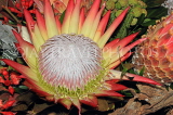 SOUTH AFRICA, Protea flower, SA1358JPL