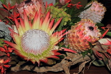 SOUTH AFRICA, Protea flowers, SA1357JPL
