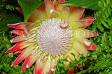 SOUTH AFRICA, Proteas flower, SA1349JPL
